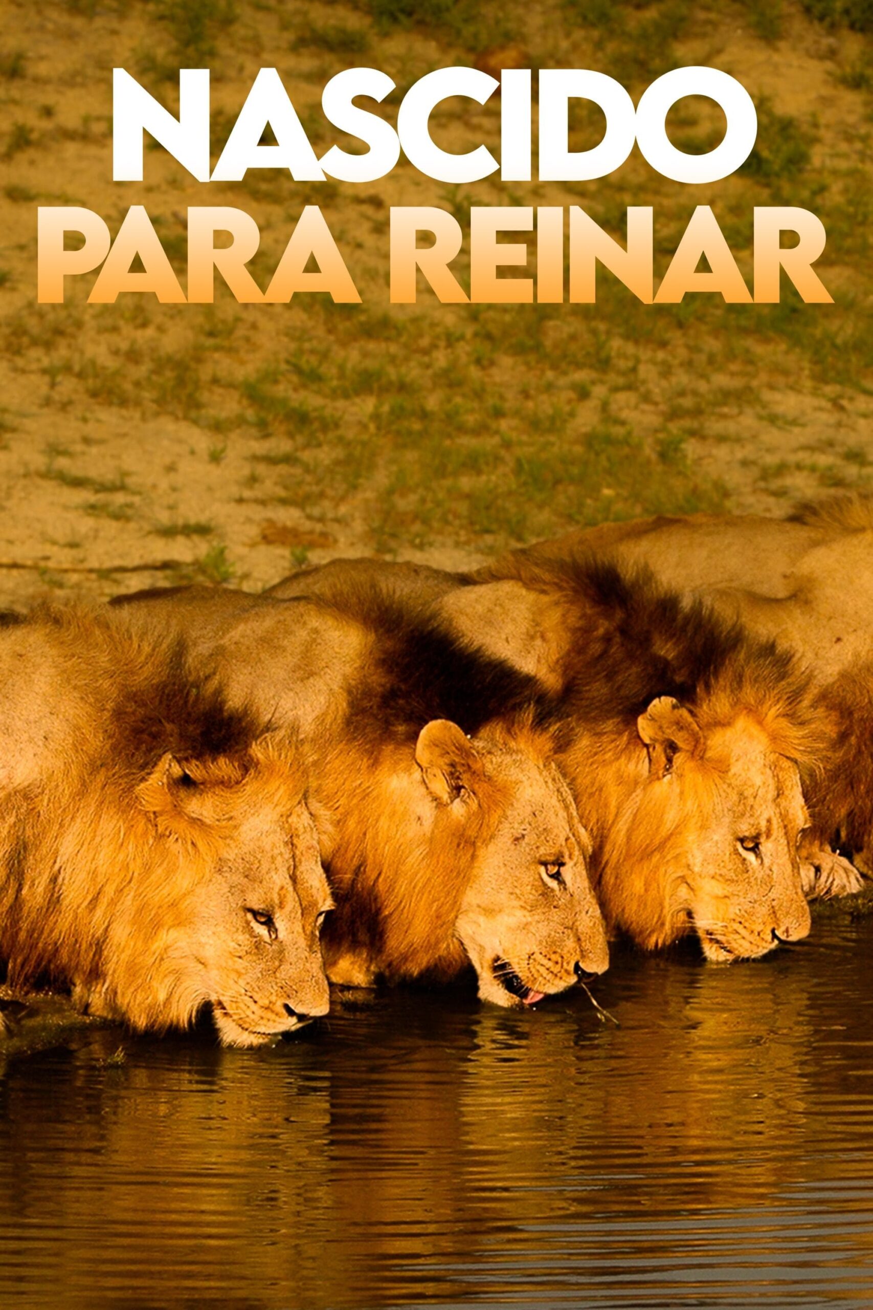 برادران تنی: شیرهای سابی سند (Brothers in Blood: The Lions of Sabi Sand)