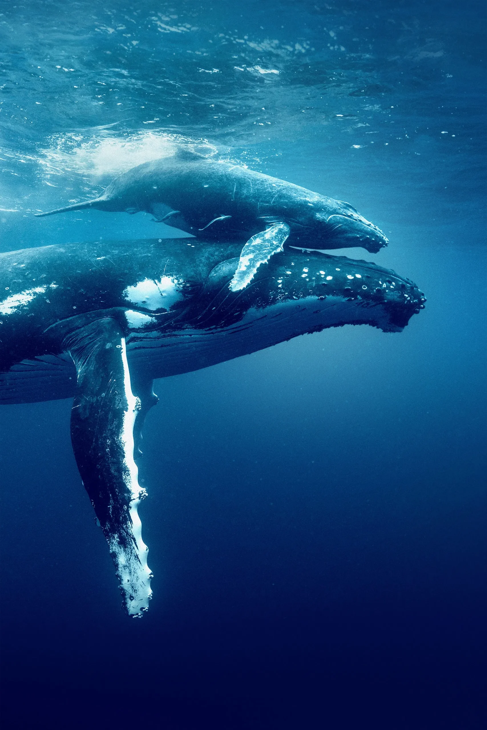 اقیانوس با دیوید اتنبرو (Ocean with David Attenborough)